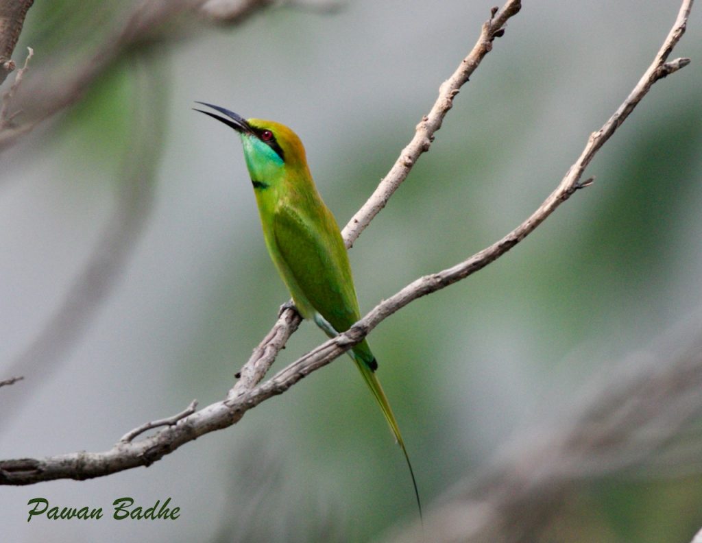 Asian green bee-eater perched on a thin branch.