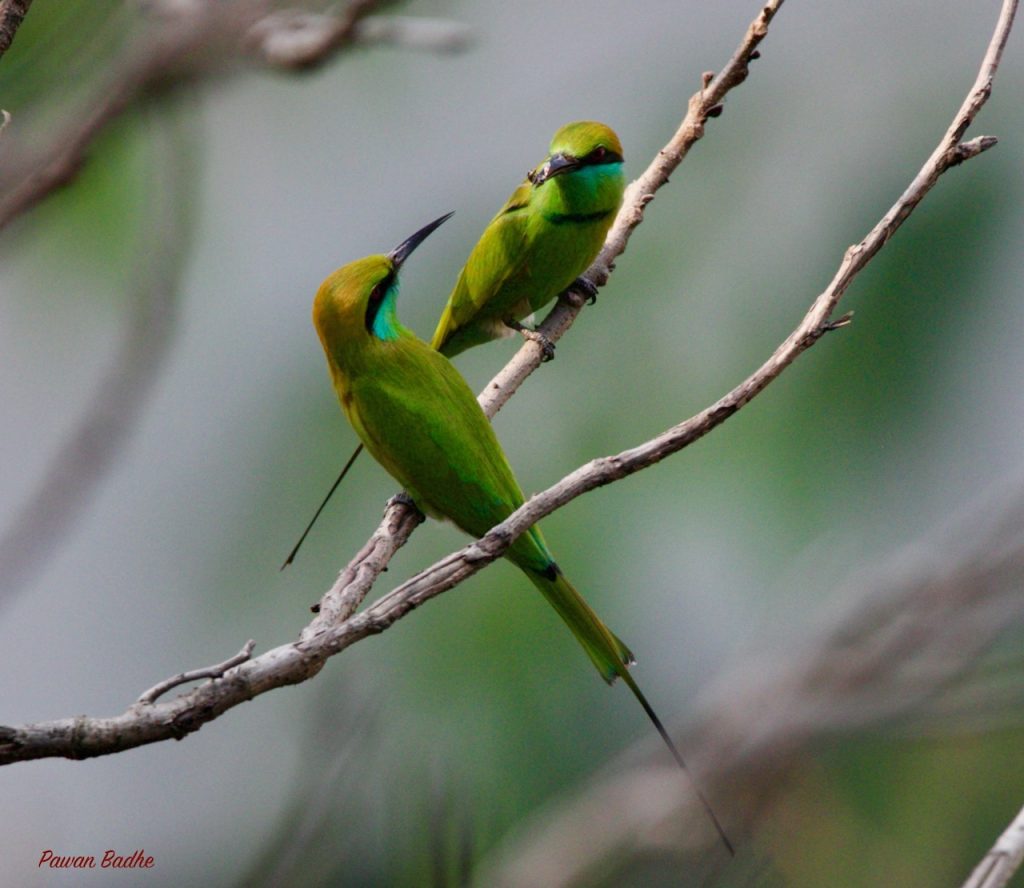 Two Asian green bee-eaters sharing a perch.