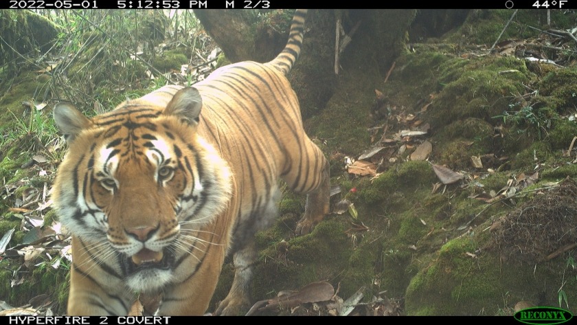 An image capturing the majestic Royal Bengal Tiger as it strides confidently through Bhutan's lush forests.