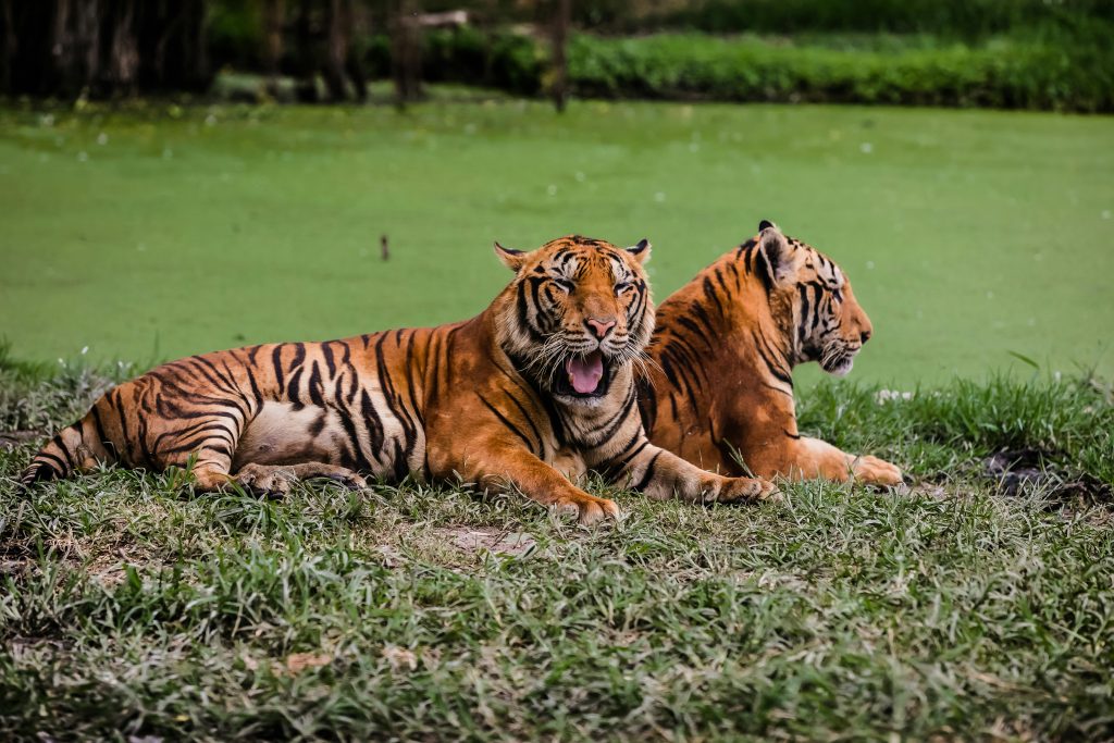 two tiger sitting side by side?