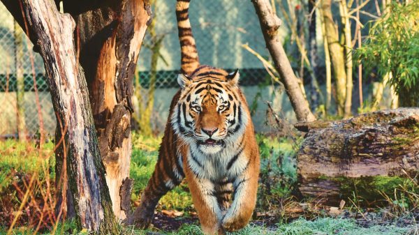 capturing a rare glimpse of the Royal Bengal Tiger